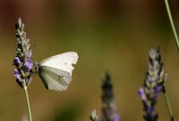 Kohlweißling im Lavendel