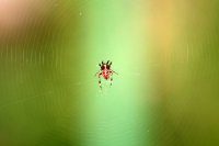 Spinne im Fadenkreuz