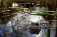 Frosch im Tümpel