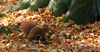 Eichhörnchen